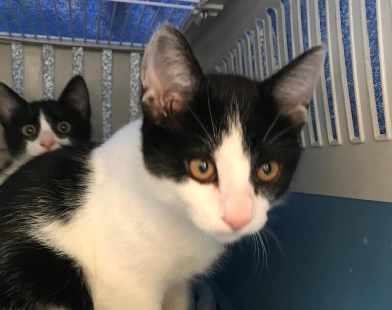 multimedia-foto48680-532-1