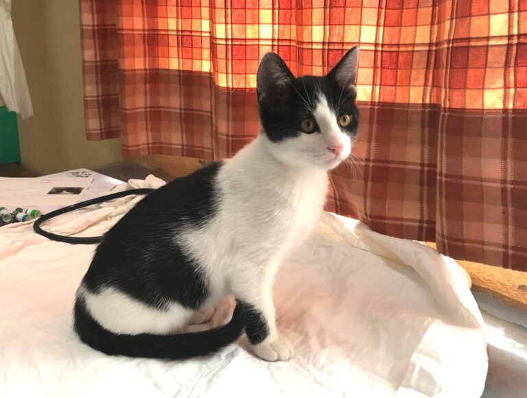 multimedia-foto48684-576-1