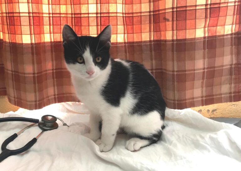 multimedia-foto48685-576-1