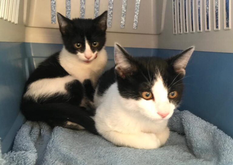 multimedia-foto48687-577-1