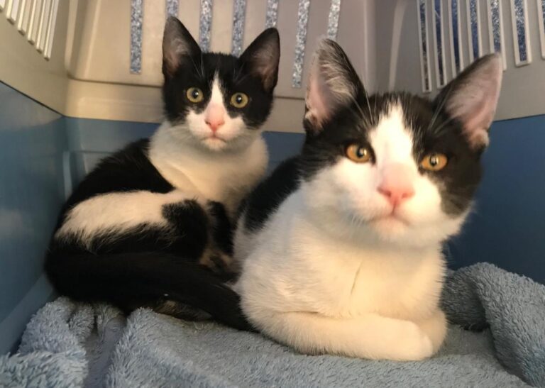 multimedia-foto48688-577-1