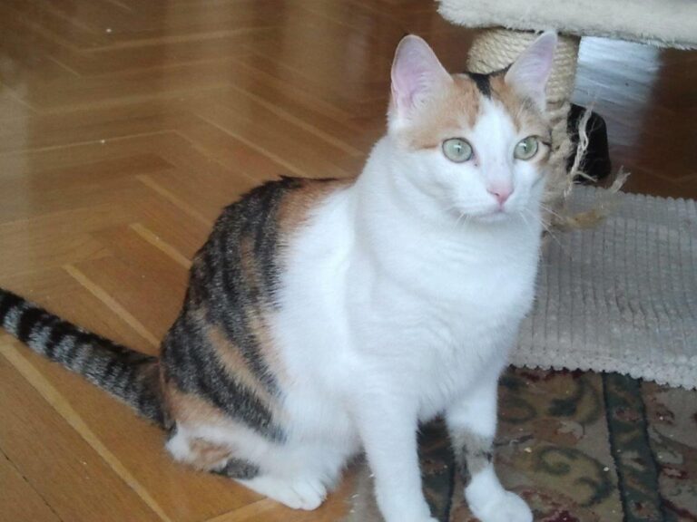 multimedia-foto48748-848-1