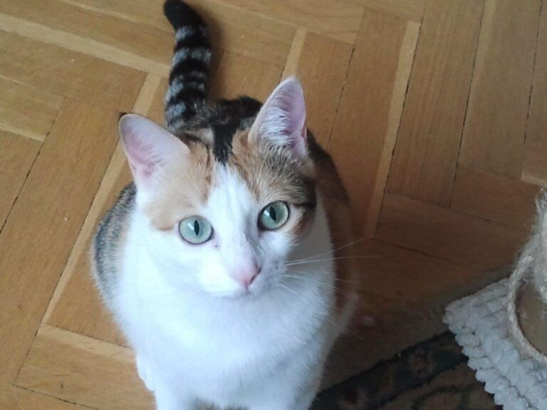 multimedia-foto48749-848-1