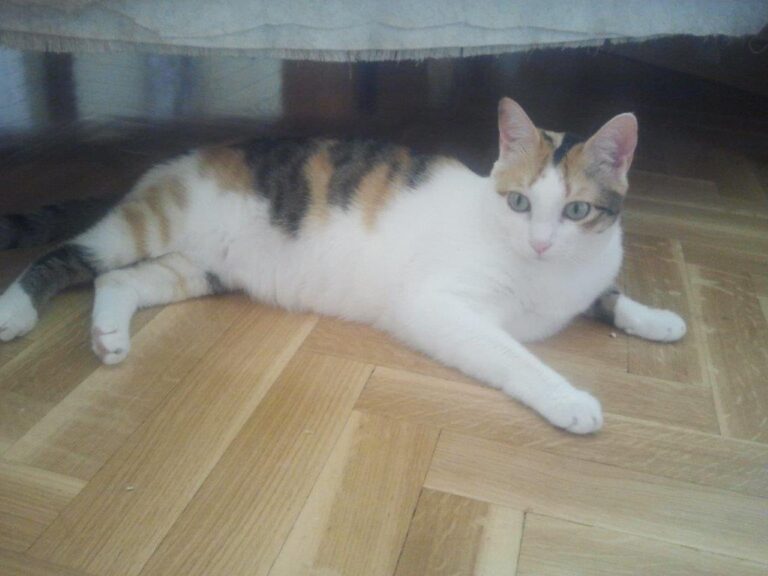 multimedia-foto48750-848-1