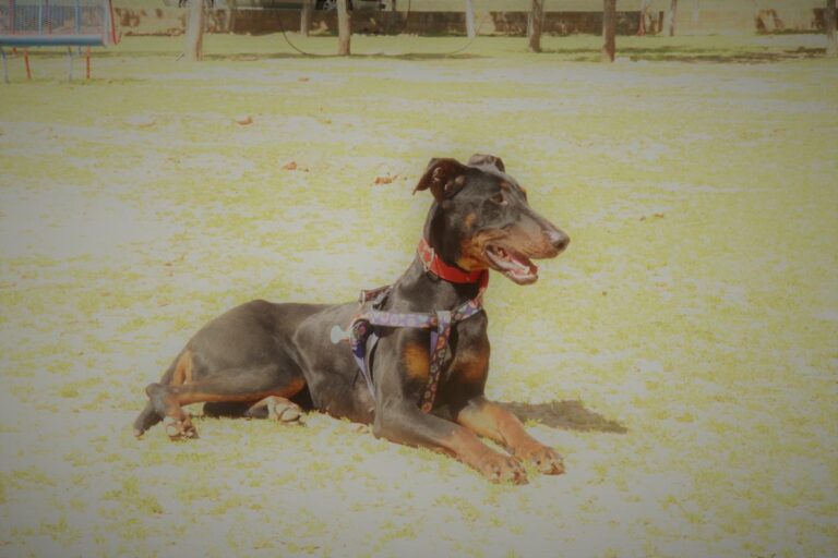 multimedia-foto48762-27-1