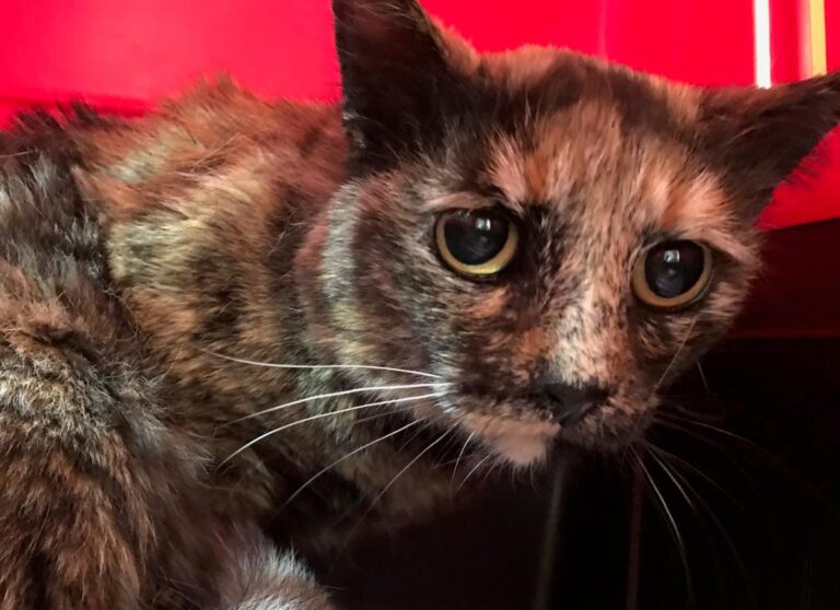 multimedia-foto48793-678-1