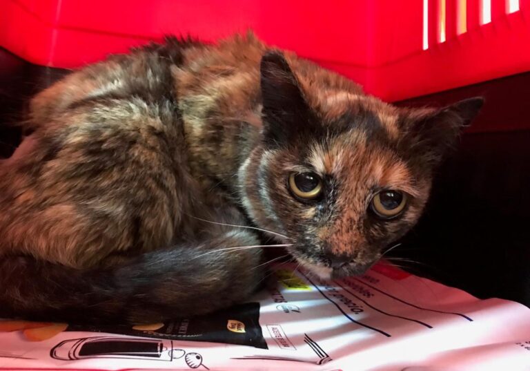 multimedia-foto48794-678-1