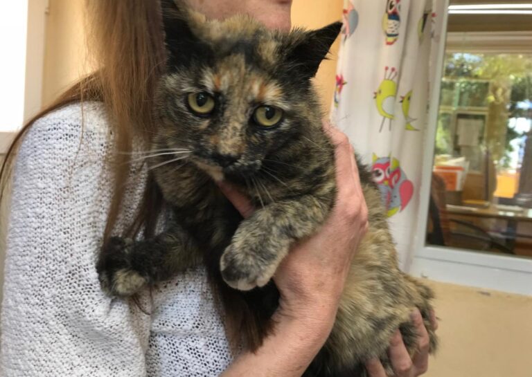 multimedia-foto48800-680-1