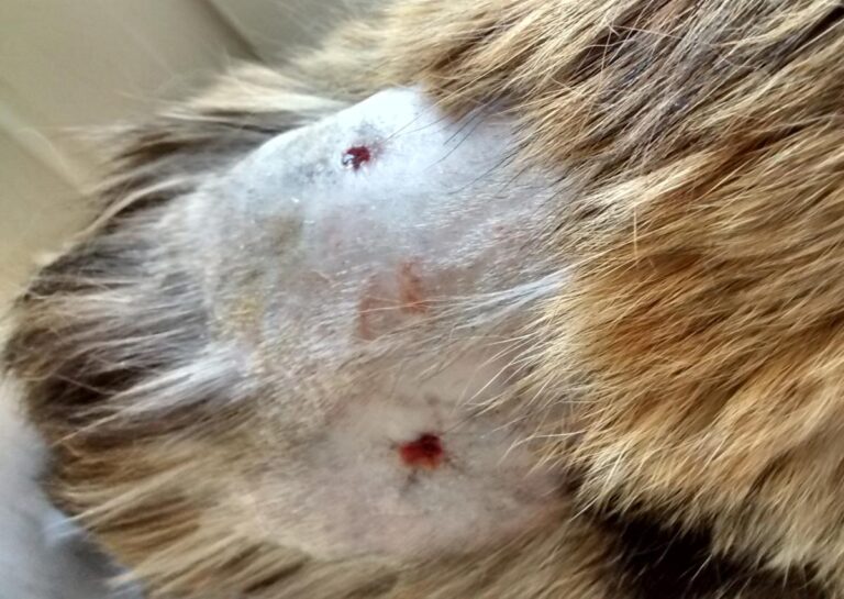 multimedia-foto48802-681-1