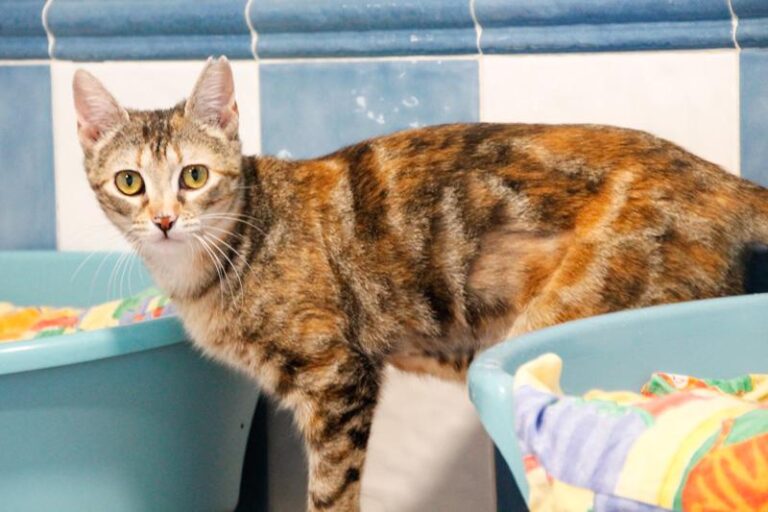 multimedia-foto48896-662-1