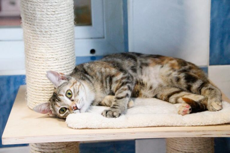 multimedia-foto48897-662-1