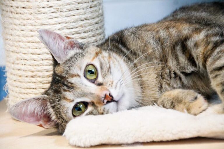 multimedia-foto48898-662-1