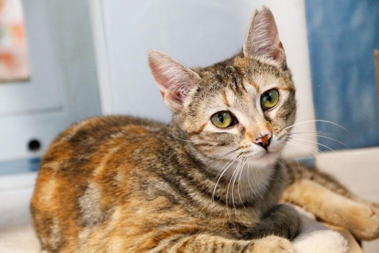 multimedia-foto48899-662-1