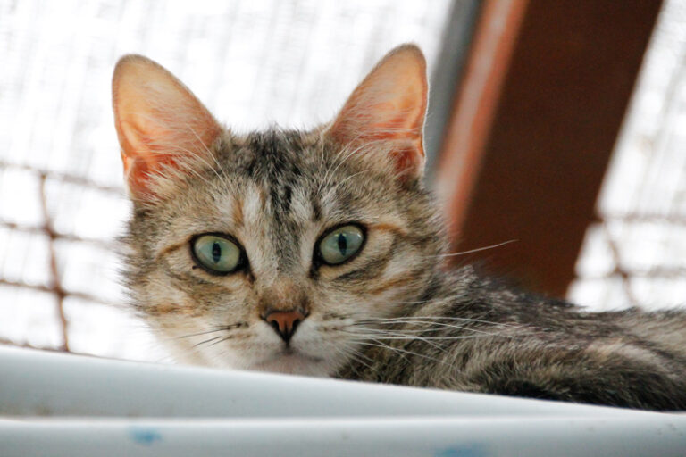 multimedia-foto48901-793-1