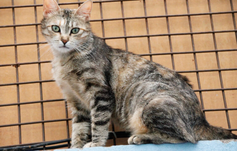 multimedia-foto48904-793-1