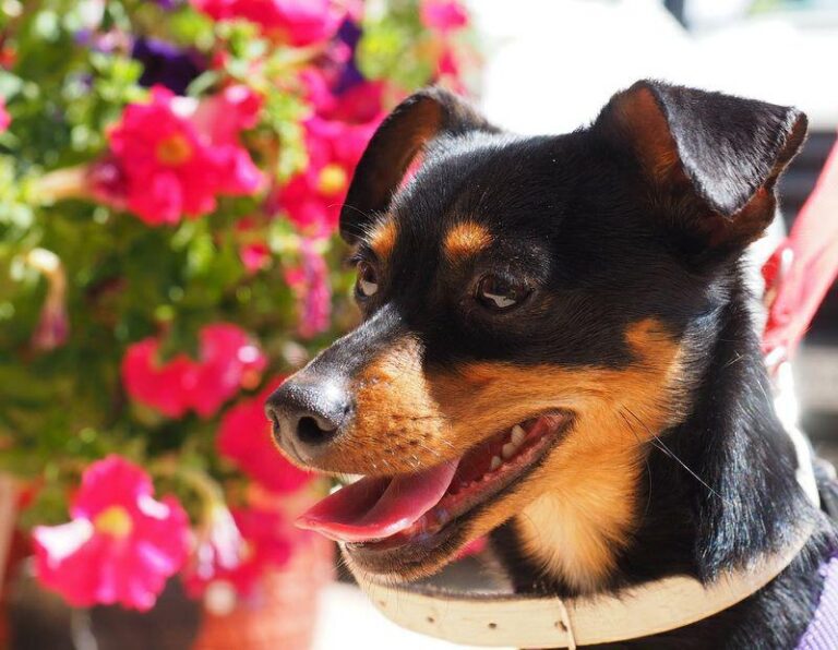 multimedia-foto48918-470-1