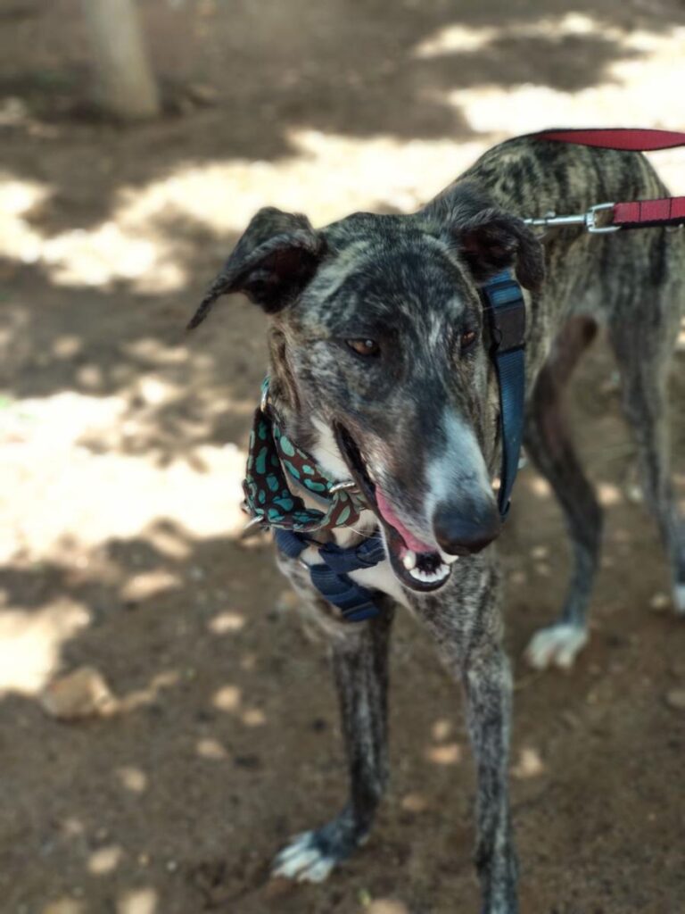 multimedia-foto48936-397-1