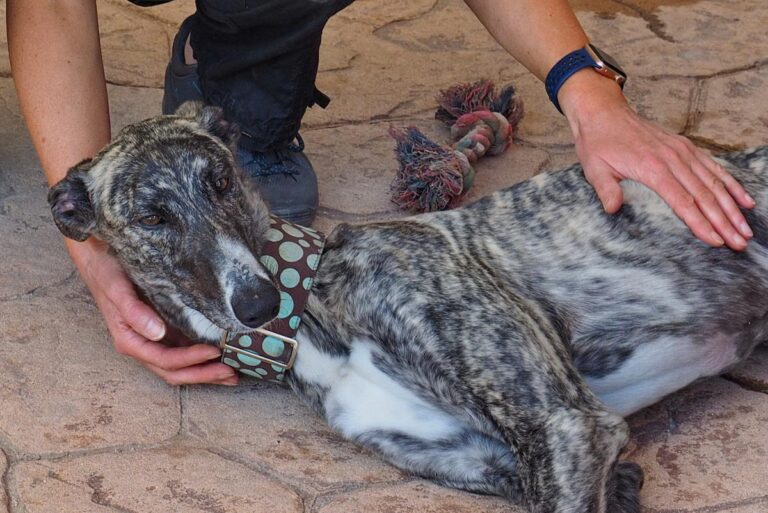 multimedia-foto48974-232-1