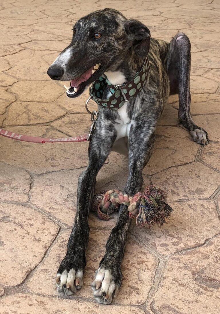 multimedia-foto48977-232-1