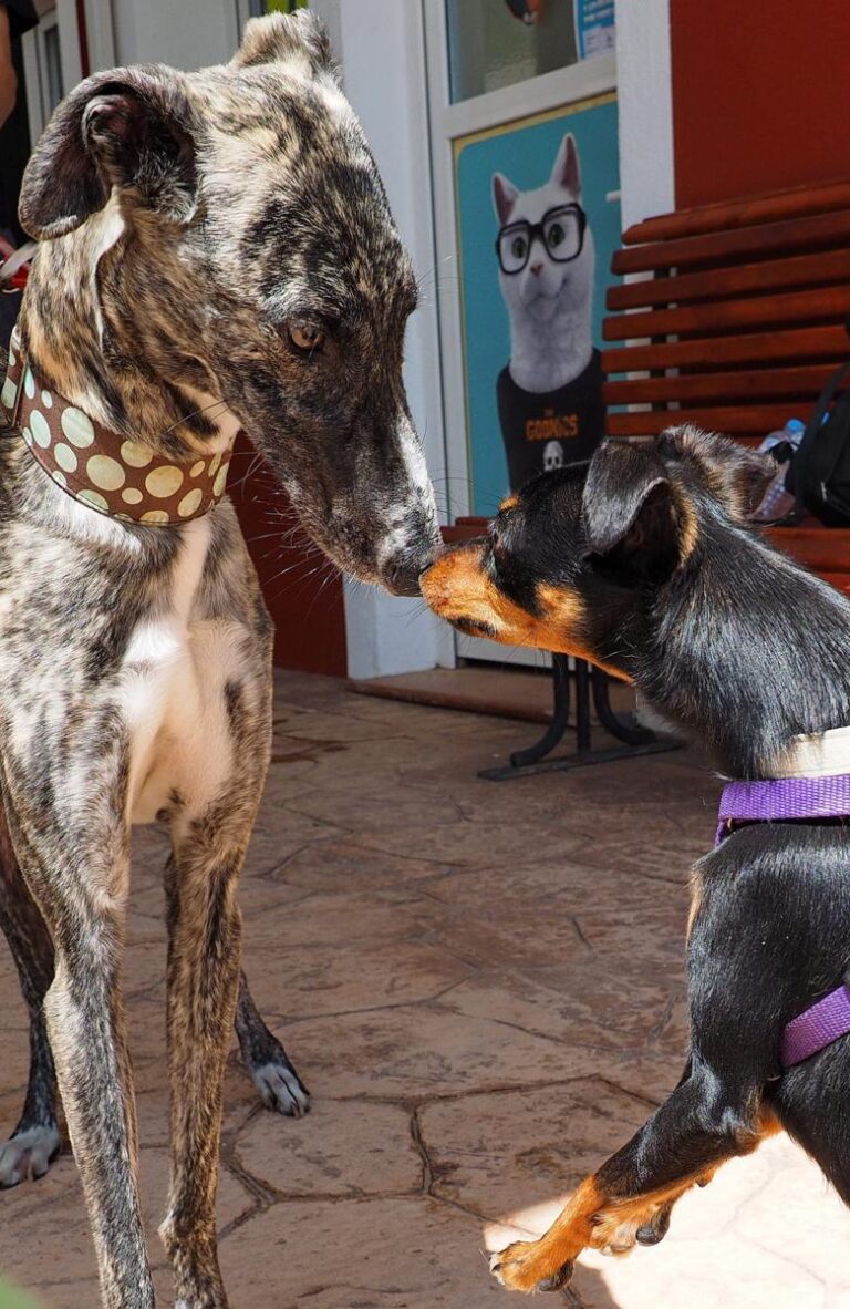 multimedia-foto48980-233-1