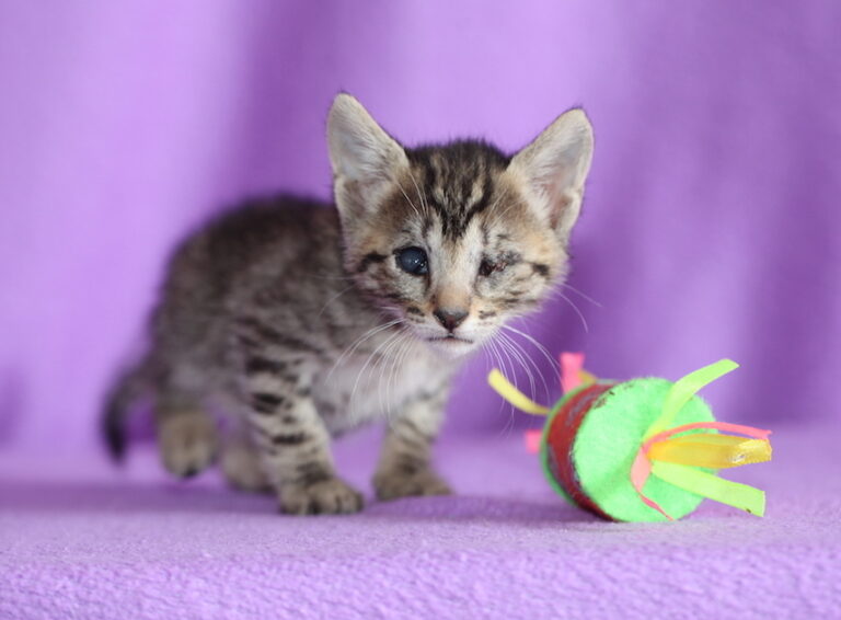 multimedia-foto48993-196-1