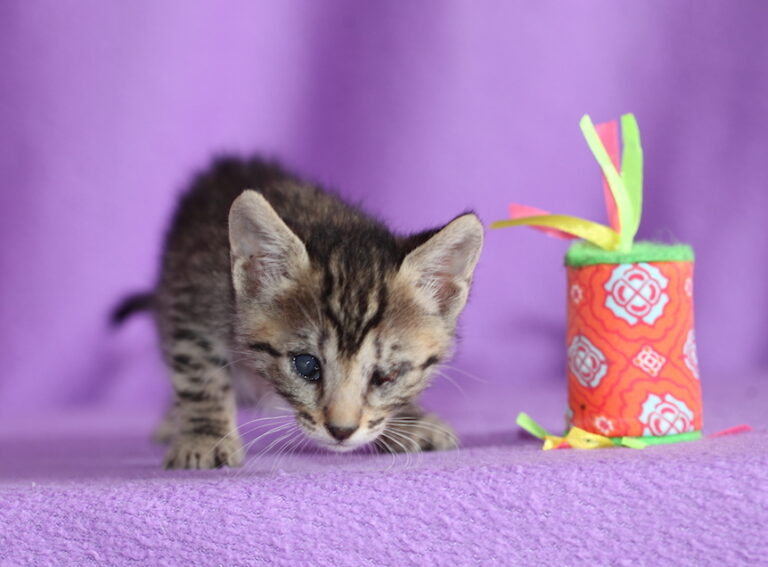 multimedia-foto48994-197-1