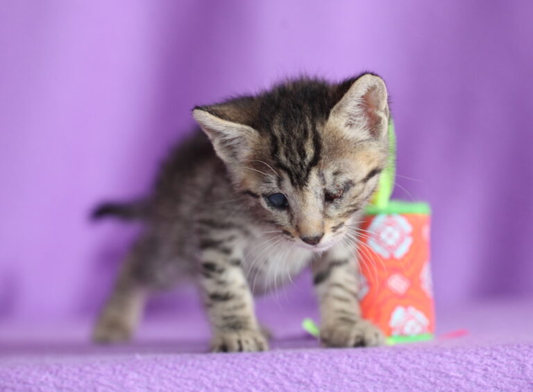 multimedia-foto48995-197-1