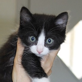 multimedia-foto49019-609-1