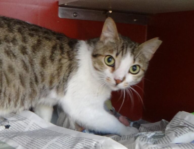 multimedia-foto49054-176-1