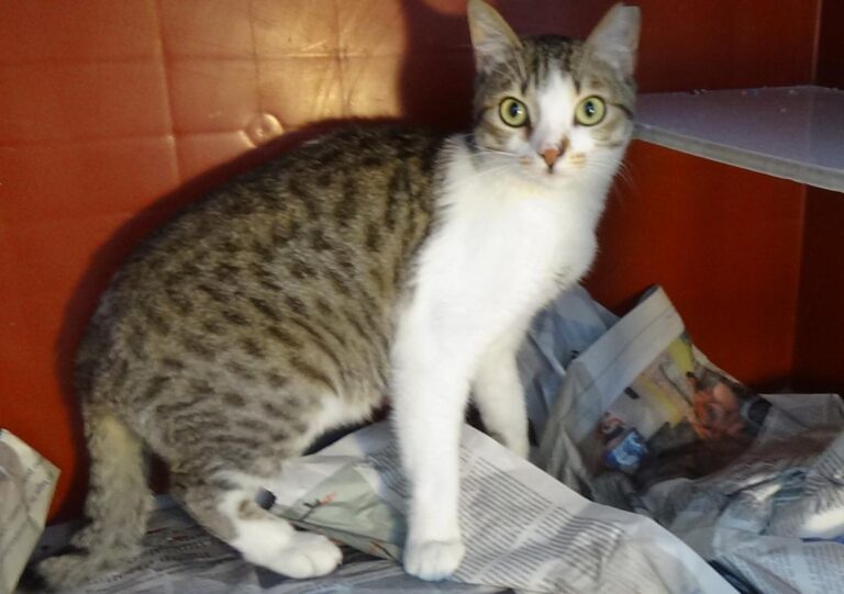 multimedia-foto49056-177-1