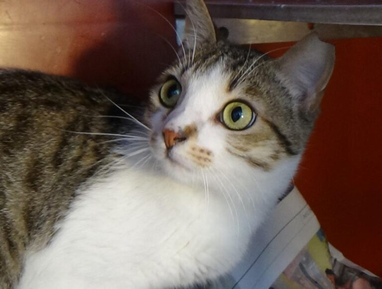 multimedia-foto49058-177-1