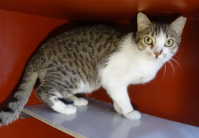 multimedia-foto49059-177-1