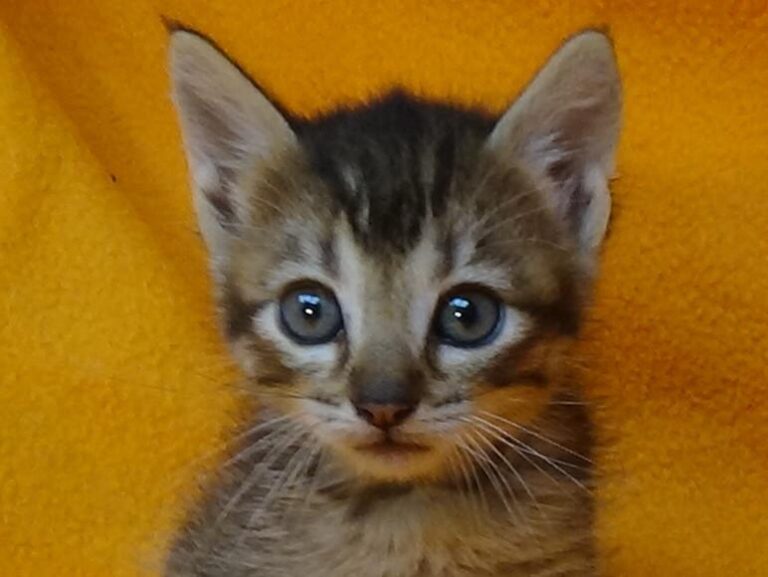 multimedia-foto49061-33-1