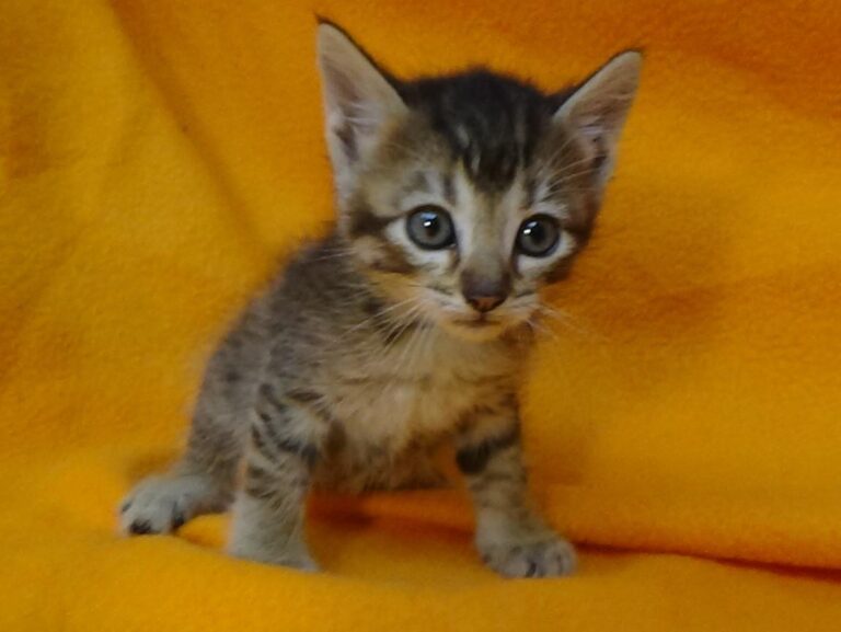 multimedia-foto49062-34-1