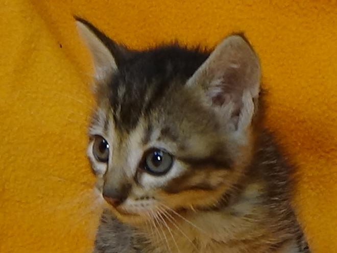 multimedia-foto49063-34-1