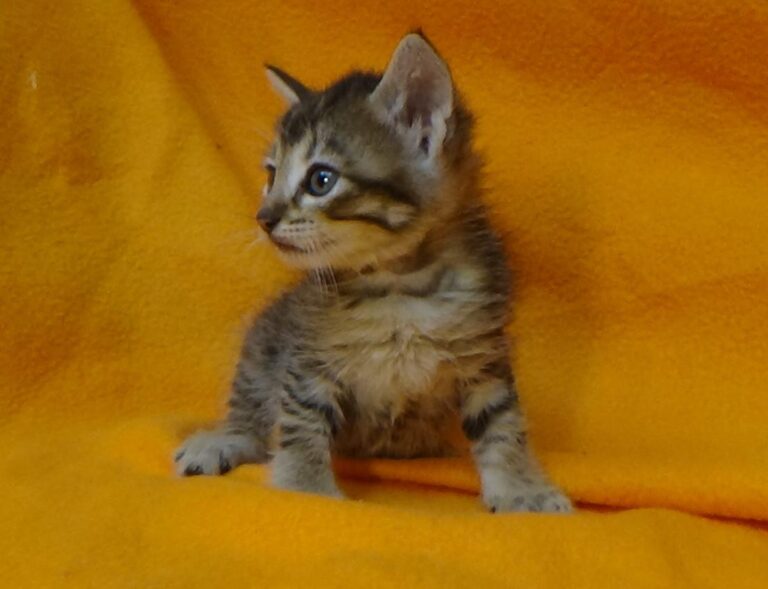 multimedia-foto49064-34-1