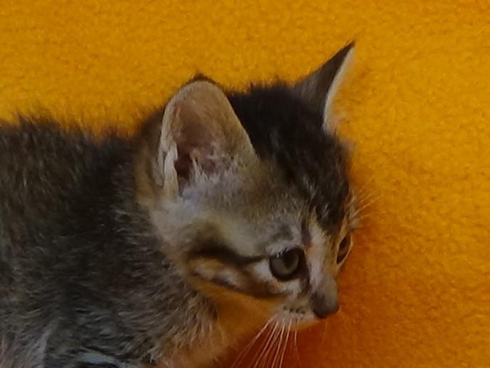 multimedia-foto49065-34-1