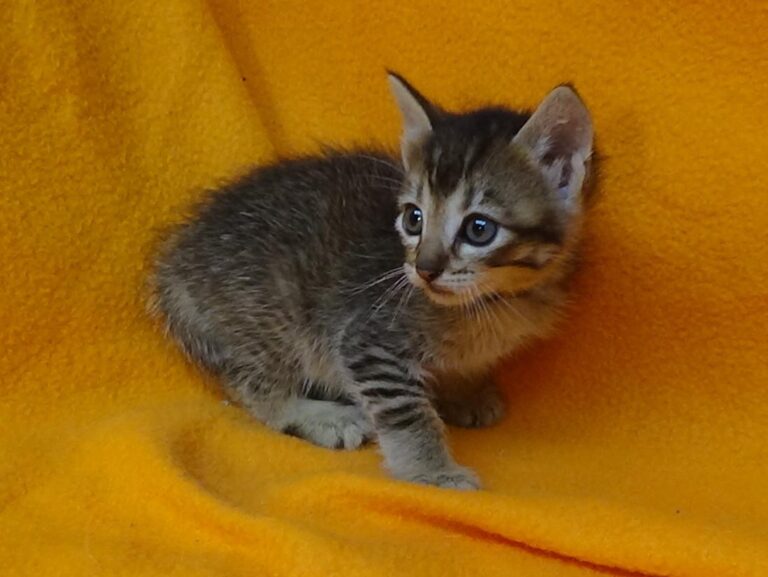 multimedia-foto49066-34-1