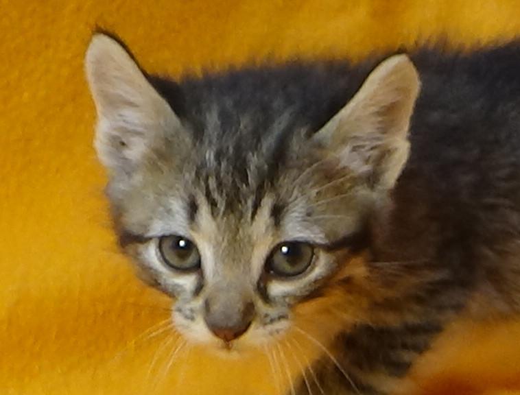 multimedia-foto49084-265-1