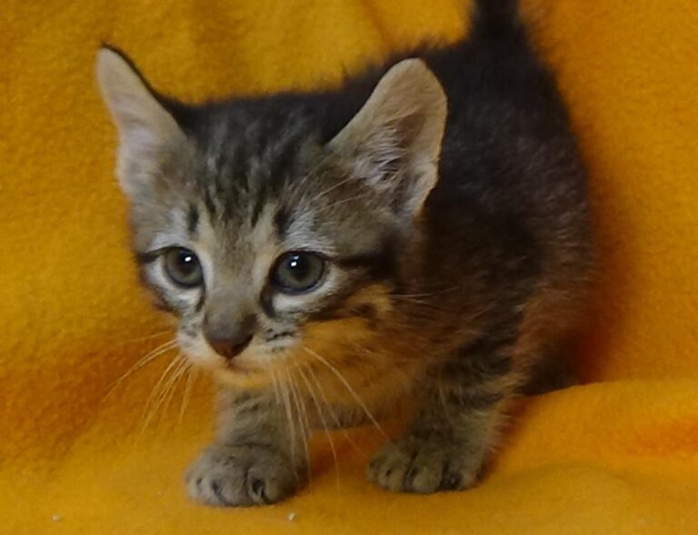 multimedia-foto49085-265-1