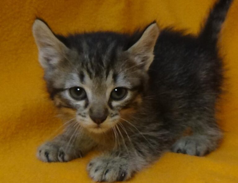 multimedia-foto49086-265-1