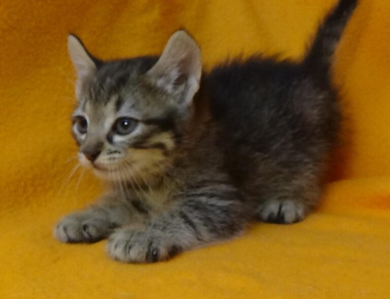 multimedia-foto49087-266-1