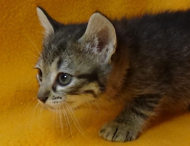 multimedia-foto49088-266-1