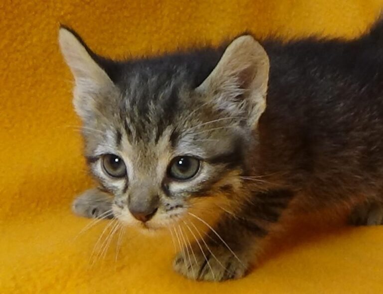 multimedia-foto49089-266-1