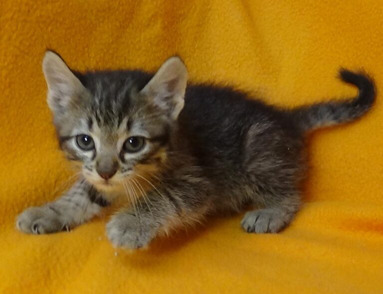 multimedia-foto49090-266-1