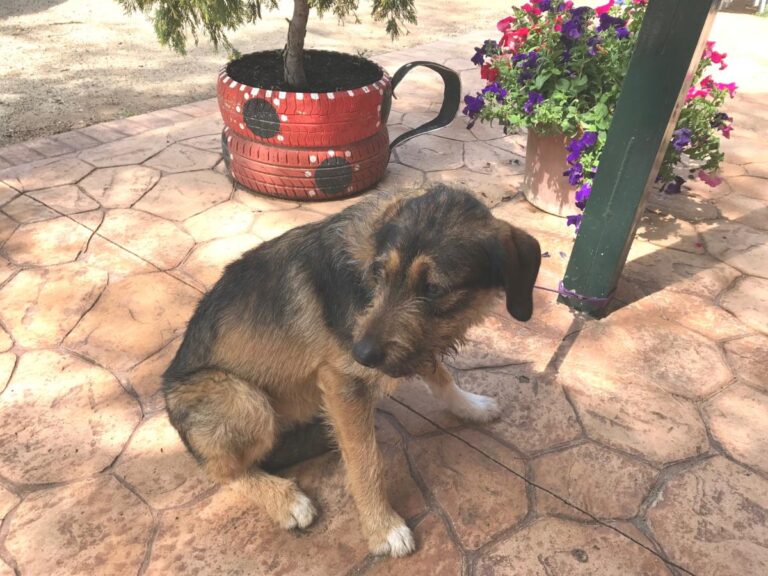 multimedia-foto49094-733-1