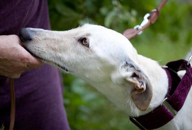 multimedia-foto49181-772-1