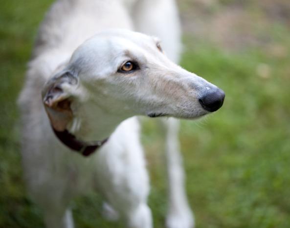 multimedia-foto49183-772-1