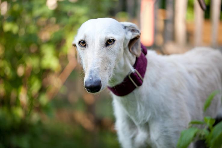 multimedia-foto49184-772-1