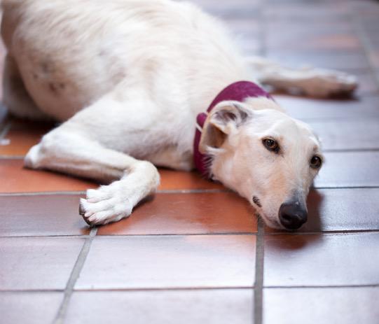 multimedia-foto49185-773-1